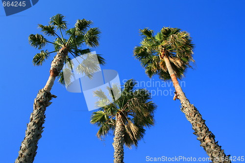 Image of Tropical Palm Trees
