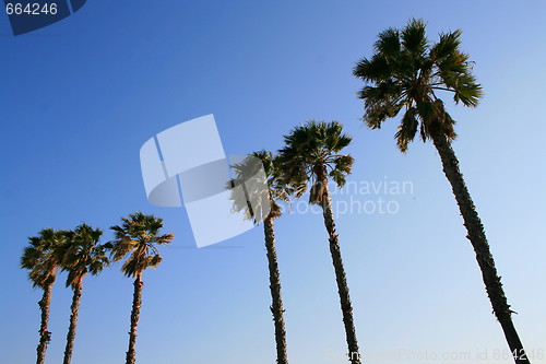 Image of Tropical Palm Trees