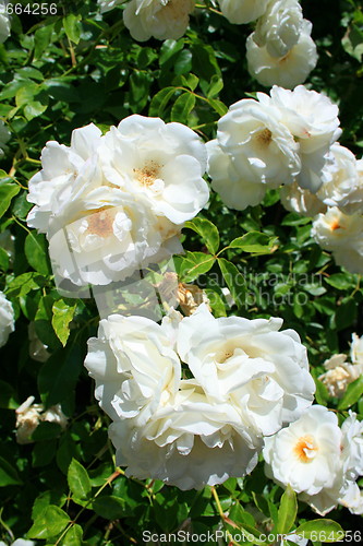 Image of White Rose Flowers
