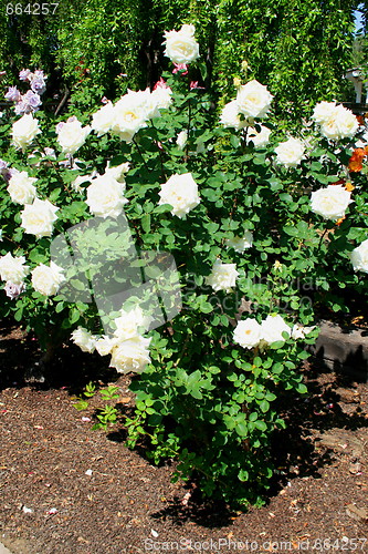 Image of White Rose Flowers