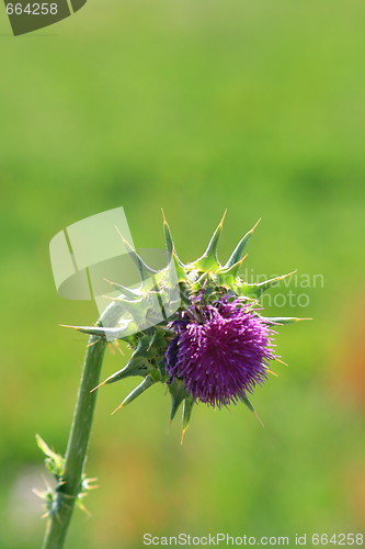 Image of Purple Wild Flower