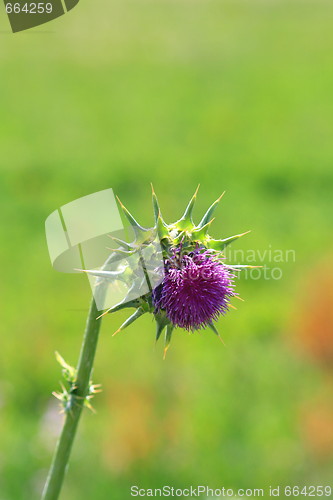 Image of Purple Wild Flower