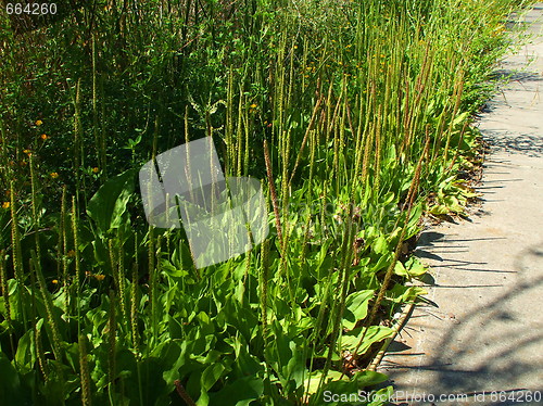 Image of Wild Plants