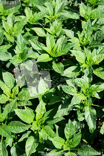 Image of Wild Plants