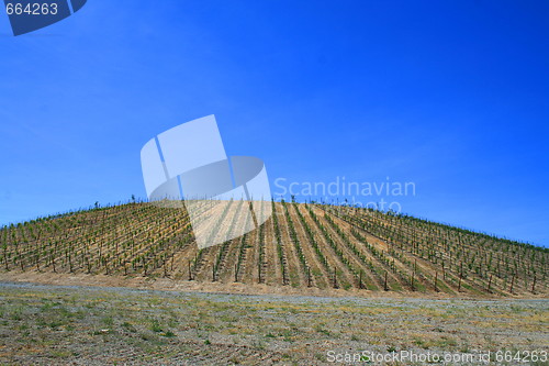 Image of Vineyard