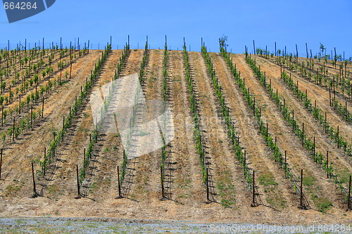 Image of Vineyard