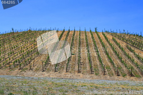 Image of Vineyard