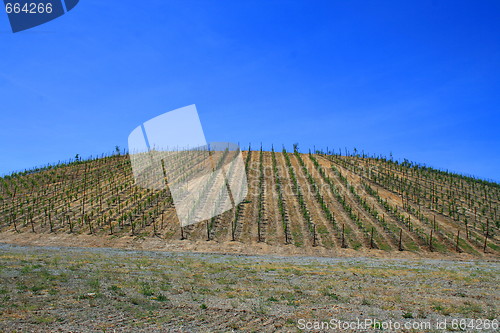 Image of Vineyard