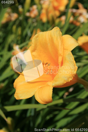 Image of Yellow Daylily Flower