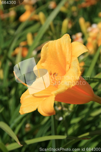 Image of Yellow Daylily Flower