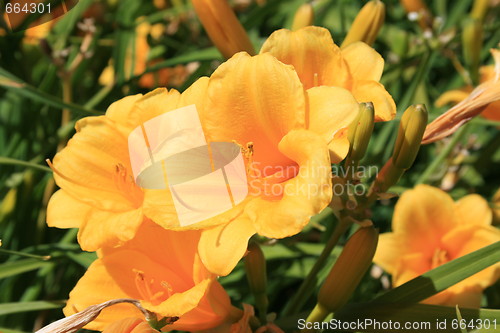 Image of Yellow Daylily Flowers