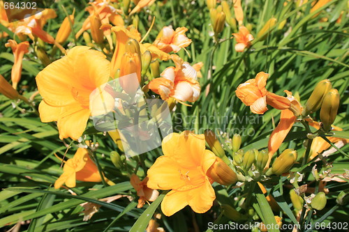 Image of Yellow Daylily Flowers