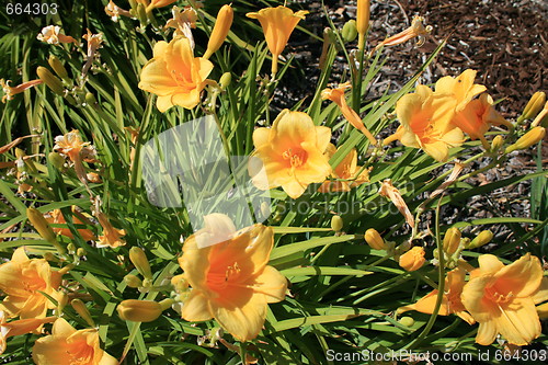 Image of Yellow Daylily Flowers