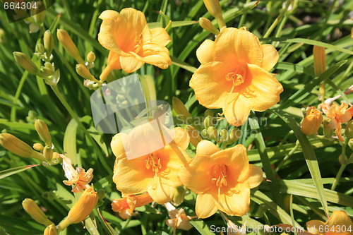 Image of Yellow Daylily Flowers