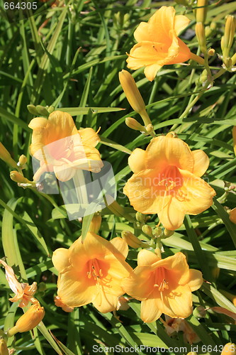 Image of Yellow Daylily Flowers