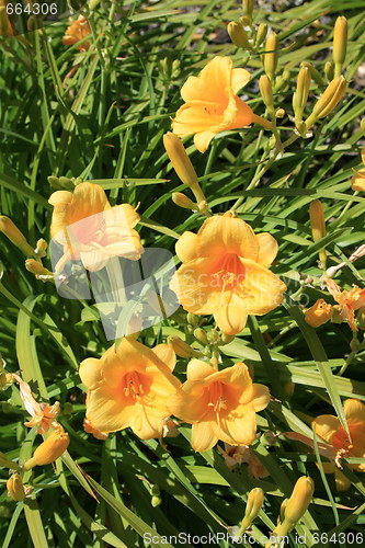 Image of Yellow Daylily Flowers