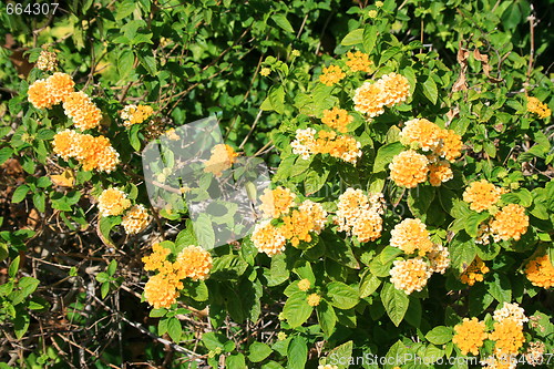 Image of Yellow Lantana Flowers