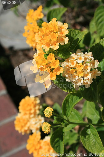 Image of Yellow Lantana Flowers