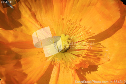 Image of Yellow Poppy Flower
