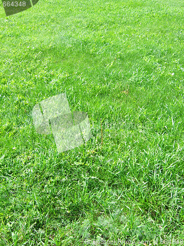 Image of green grass