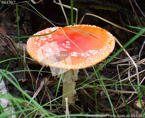 Image of fly agaric