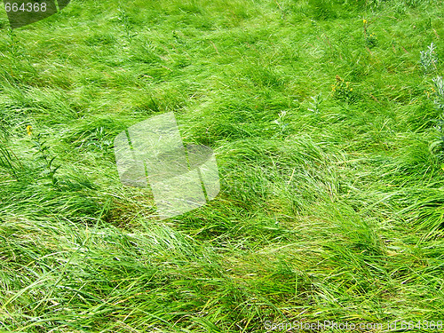 Image of green grass