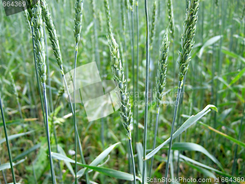 Image of green wheat