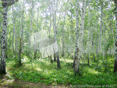 Image of birch forest