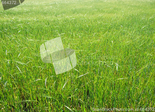 Image of green grass