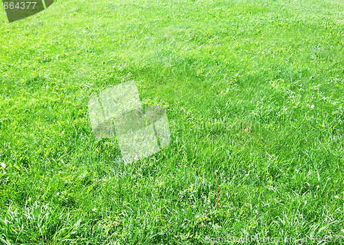 Image of green grass