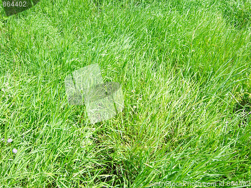 Image of green grass