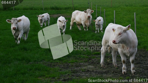 Image of Cows in a field