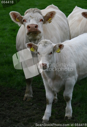 Image of Cows