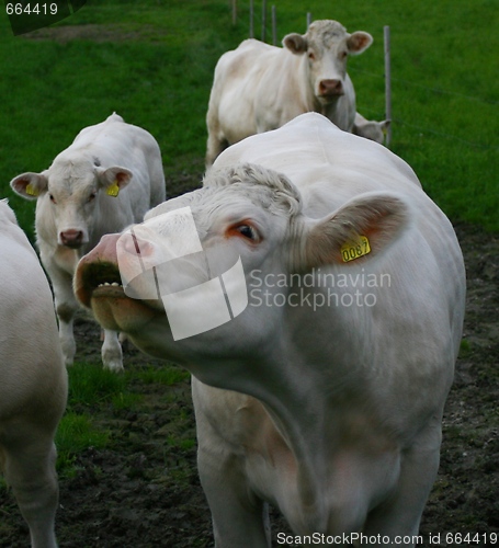 Image of Cows