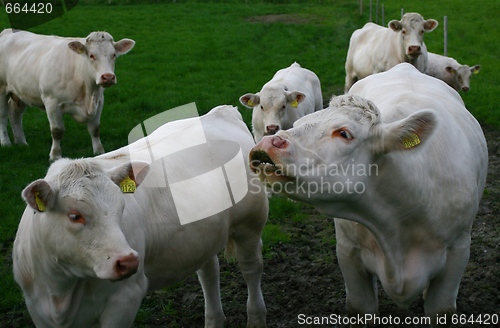 Image of Cows