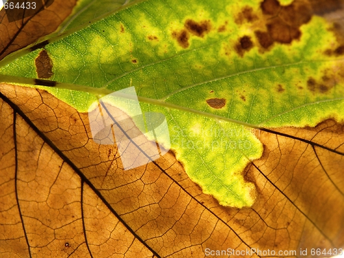 Image of Leaf