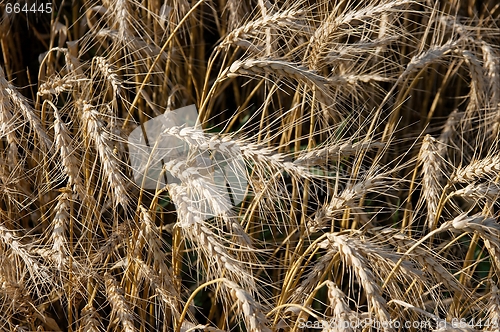 Image of Wheat