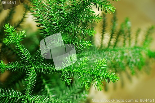 Image of Pine