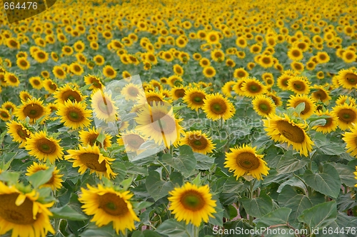 Image of Sunflowers