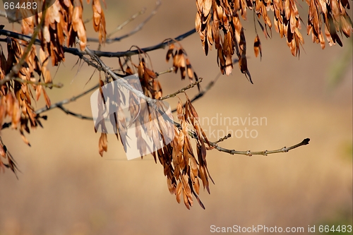 Image of Leaves