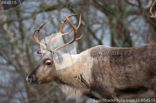 Image of Deer