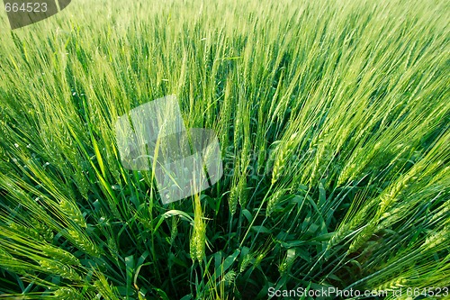 Image of Wheat