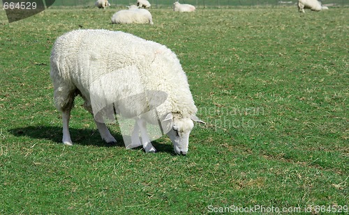 Image of Sheep