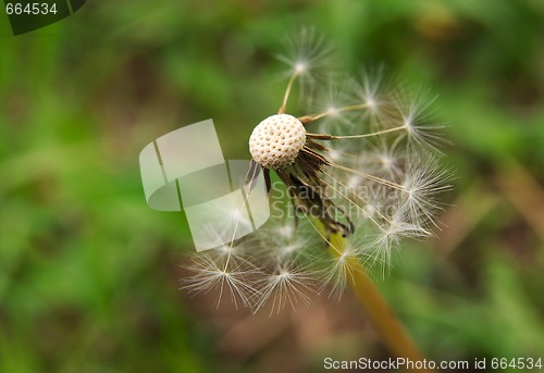 Image of Dandelion