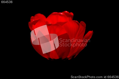 Image of Tulip