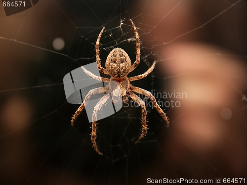 Image of Spider