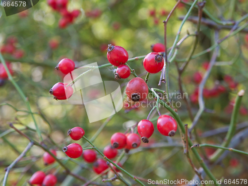 Image of Rosehips