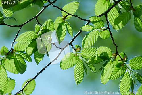 Image of Leaves