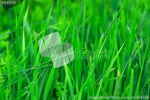 Image of Grass