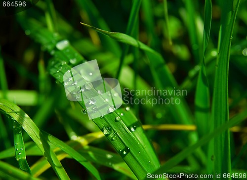 Image of Grass